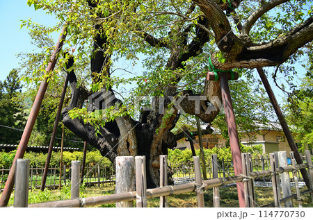 群馬県沼田市石墨町の薄根の大桑 114770730