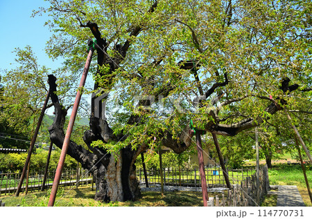 群馬県沼田市石墨町の薄根の大桑 114770731