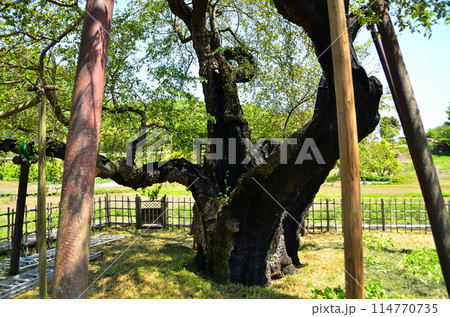 群馬県沼田市石墨町の薄根の大桑 114770735