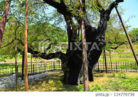 群馬県沼田市石墨町の薄根の大桑 114770736