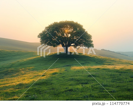 Alone tree on hill in different season, minimalistic photograph 114770774