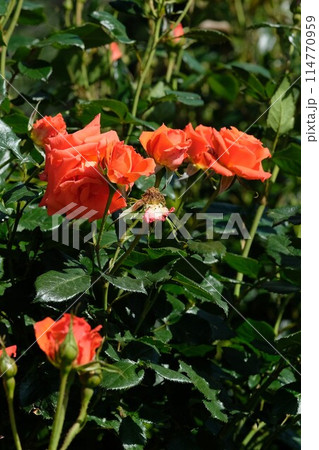 濃オレンジ色の薔薇　「マリーナ」 114770959