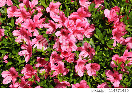 サツキの花 114771430