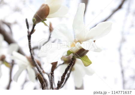 こぶし コブシ 辛夷 ・❀・・❀ Shinyi ❀・・❀・ こぶし コブシ 辛夷 ・❀・・❀ Shinyi ❀・・❀・ 114771637