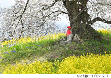 日向の人待地蔵桜 日向の人待地蔵桜 114771784