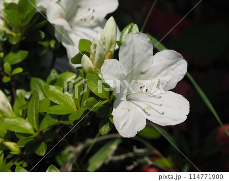 5月の花_白いサツキ 5月の花_白いサツキ 114771900