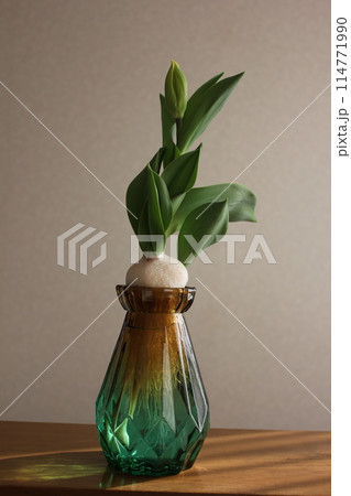 チューリップの水栽培 ◦。。。Hydroponics of tulips ○◦。。。 チューリップの水栽培 ◦。。。Hydroponics of tulips ○◦。。。 114771990