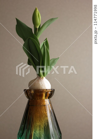 チューリップの水栽培 ◦。。。Hydroponics of tulips ○◦。。。 チューリップの水栽培 ◦。。。Hydroponics of tulips ○◦。。。 114771998