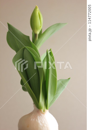 チューリップの水栽培 ◦。。。Hydroponics of tulips ○◦。。。 チューリップの水栽培 ◦。。。Hydroponics of tulips ○◦。。。 114772005