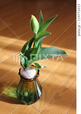 チューリップの水栽培 ◦。。。Hydroponics of tulips ○◦。。。 チューリップの水栽培 ◦。。。Hydroponics of tulips ○◦。。。 114772015