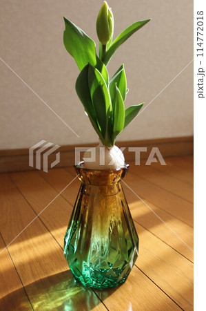 チューリップの水栽培 ◦。。。Hydroponics of tulips ○◦。。。 チューリップの水栽培 ◦。。。Hydroponics of tulips ○◦。。。 114772018