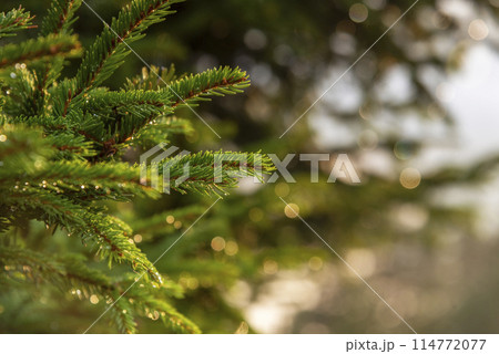 Beautiful Christmas Background with green pine tree brunch close up, 114772077