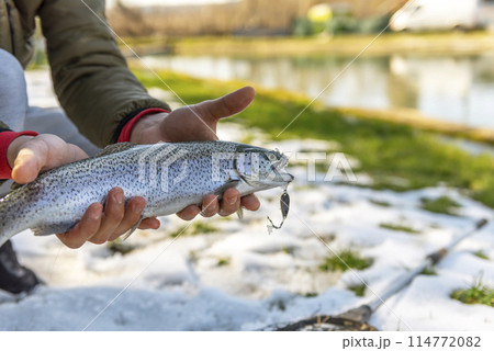 Catch of a rainbow trout by a fly fisherman in the river. Catch of a rainbow trout by a fly fisherman in the river. 114772082