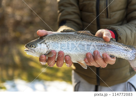 Catch of a rainbow trout by a fly fisherman in the river. Catch of a rainbow trout by a fly fisherman in the river. 114772083
