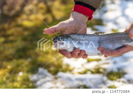 Catch of a rainbow trout by a fly fisherman in the river. 114772084