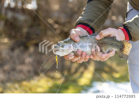 Catch of a rainbow trout by a fly fisherman in the river. Catch of a rainbow trout by a fly fisherman in the river. 114772085