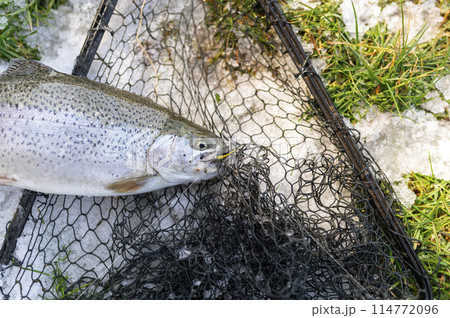 Catching a brown trout in the river. 114772096