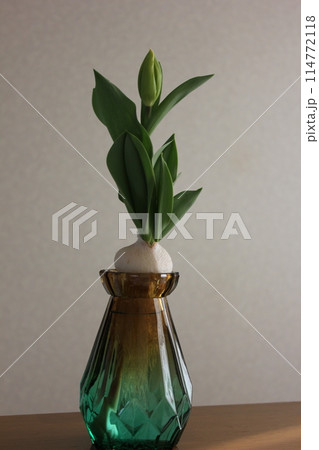 チューリップの水栽培　　　　◦。。。Hydroponics of tulips  ○◦。。。 114772118