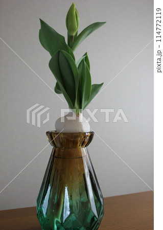 チューリップの水栽培 ◦。。。Hydroponics of tulips ○◦。。。 チューリップの水栽培 ◦。。。Hydroponics of tulips ○◦。。。 114772119