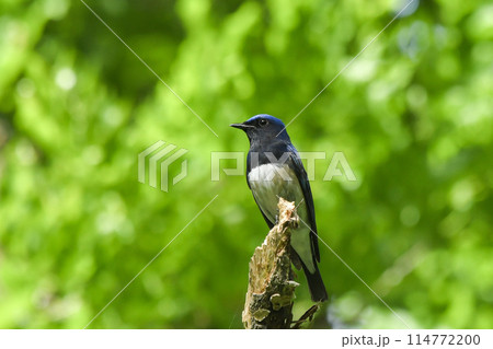 オオルリ 114772200