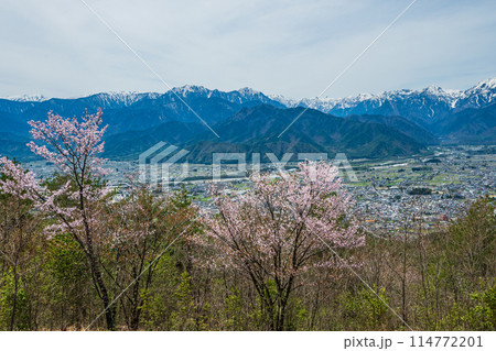 桜咲く鷹狩展望台から大町、北アルプスを望む 桜咲く鷹狩展望台から大町、北アルプスを望む 114772201
