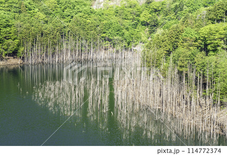 新緑の湯西川湖の水没林 114772374