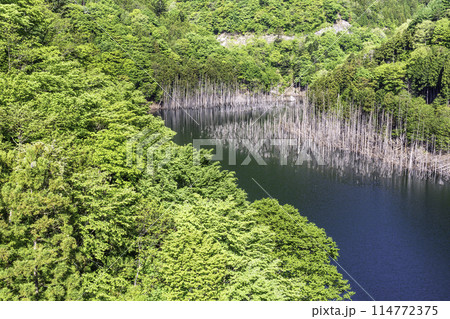 新緑の湯西川湖の水没林 114772375