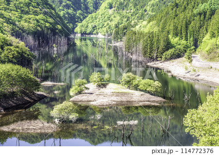 新緑の湯西川湖の水没林 114772376