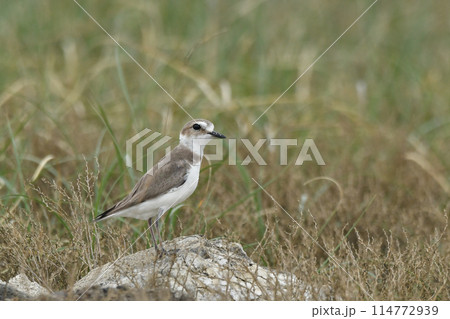 シロチドリ 114772939