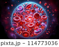 red blood cell in blood vessel 114773036