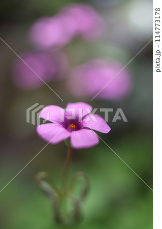 ピンク色の可愛いイモカタバミの花 114773178