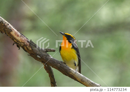 キビタキ 114773234