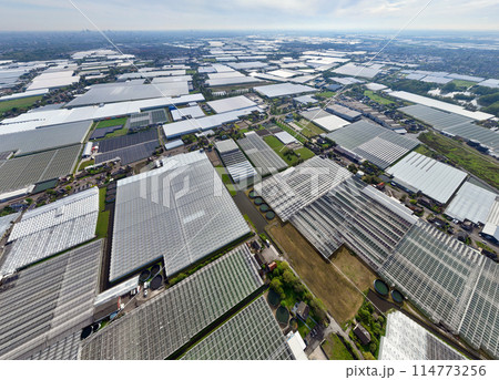 Wide Squaresd of Greenhouses located in the Netherlands, Aerial Drone view. Green Glasshouses near to Monster, Hague. Wide Squaresd of Greenhouses located in the Netherlands, Aerial Drone view. Green Glasshouses near to Monster, Hague. 114773256