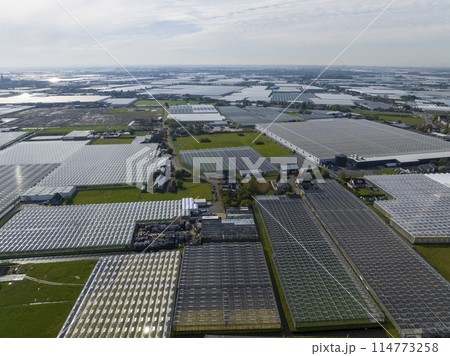 Wide Squaresd of Greenhouses located in the Netherlands, Aerial Drone view. Green Glasshouses near to Monster, Hague. 114773258