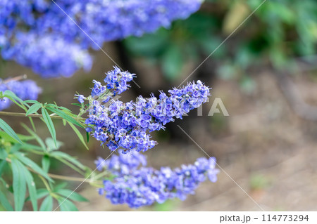 セイヨウニンジンボクの花 セイヨウニンジンボクの花 114773294