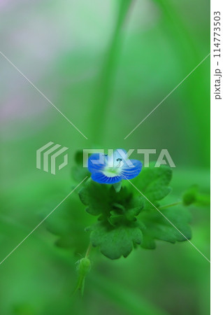 幻想的なオオイヌノフグリの花 幻想的なオオイヌノフグリの花 114773503
