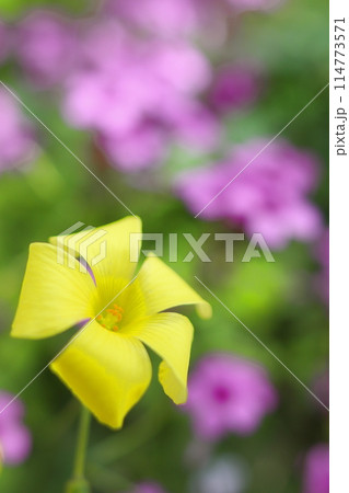 黄色いオオキバナカタバミ 黄色いオオキバナカタバミ 114773571