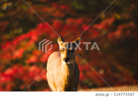 奈良公園、秋の紅葉の中を歩く鹿 114773587