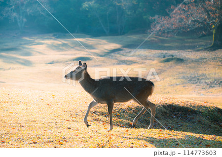 朝にに染まる奈良公園のシカが可愛い 朝にに染まる奈良公園のシカが可愛い 114773603