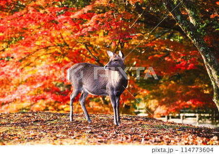 赤く色付いた紅葉の中を歩く奈良公園の鹿 114773604