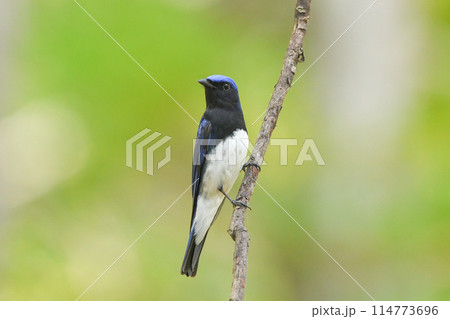 オオルリ 114773696