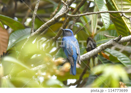 オオルリ オオルリ 114773699