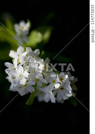 「私を忘れないで」の花言葉の白い勿忘草が朝露に濡れて輝く。 114773835