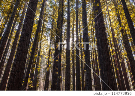 Cement Creek Redwood Forest in Australia 114773956