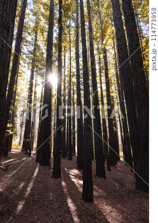 Cement Creek Redwood Forest in Australia Cement Creek Redwood Forest in Australia 114773958