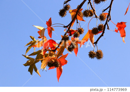 モミジバフウの実と紅葉した葉 モミジバフウの実と紅葉した葉 114773969