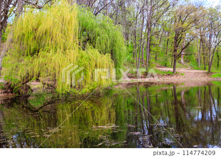 Weeping willow tree or Babylon willow (Salix Babylonica) on a shore of lake 114774209