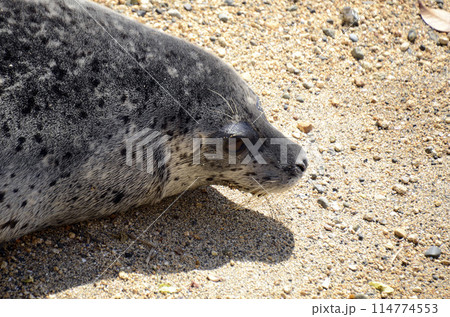 ゴマフアザラシ 114774553