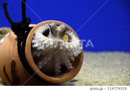 スナダコ 114774559