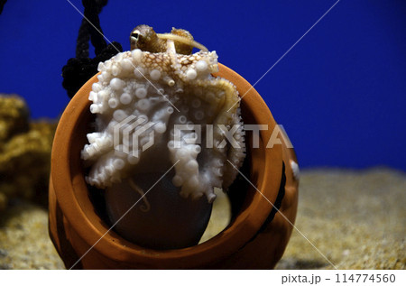 スナダコ スナダコ 114774560